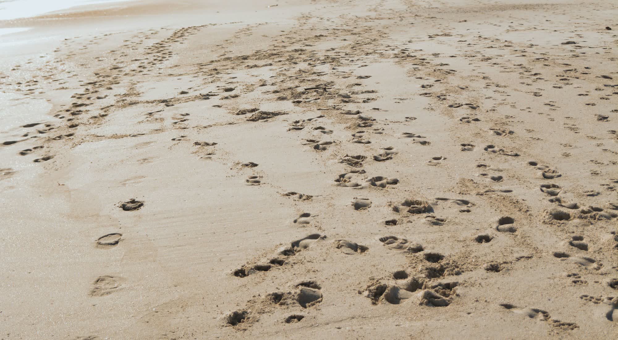 Footprints crossing wet sand near the waterline